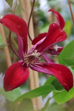 Gravetye Beauty Clematis - 1 Gallon Pot -Cheap PLANTS Store clematis texensis gravetye beauty 7