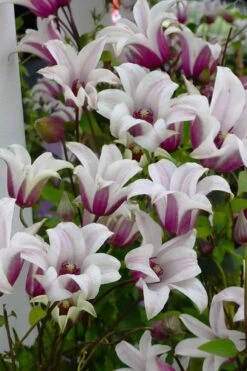 Princess Kate Clematis - 1 Gallon Pot -Cheap PLANTS Store clematis texensis princess kate 4