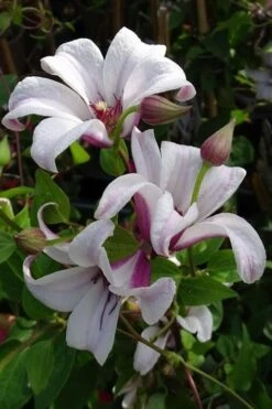 Princess Kate Clematis - 1 Gallon Pot -Cheap PLANTS Store clematis texensis princess kate 5