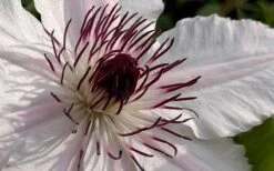 The Countess Of Wessex Clematis - 1 Gallon Pot -Cheap PLANTS Store clematis the countess of wessex 1