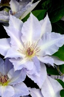 Tranquilite Clematis - 1 Gallon Pot -Cheap PLANTS Store clematis tranquilete 3