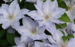 Tranquilite Clematis - 1 Gallon Pot -Cheap PLANTS Store clematis tranquilete 4