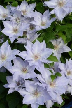 Tranquilite Clematis - 1 Gallon Pot -Cheap PLANTS Store clematis tranquilite 11