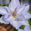 Tranquilite Clematis - 1 Gallon Pot -Cheap PLANTS Store clematis tranquilite 12