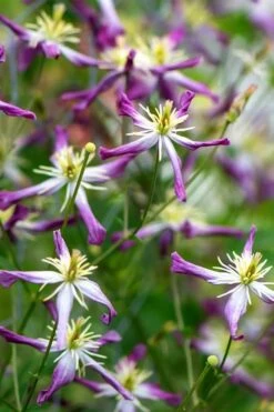 Rubromarginata Fragrant Clematis - 1 Gallon Pot -Cheap PLANTS Store clematis triternata rubromarginata 2