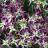 Rubromarginata Fragrant Clematis - 1 Gallon Pot -Cheap PLANTS Store clematis triternata rubromarginata 4