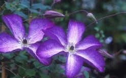 Venosa Violacea Clematis - 1 Gallon Pot -Cheap PLANTS Store clematis venosa violacea 1