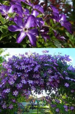 Venosa Violacea Clematis - 1 Gallon Pot -Cheap PLANTS Store clematis venosa violacea 3