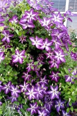 Venosa Violacea Clematis - 1 Gallon Pot -Cheap PLANTS Store clematis venosa violacea 5