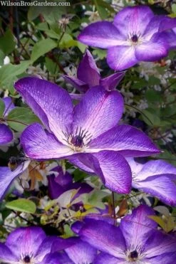 Venosa Violacea Clematis - 1 Gallon Pot -Cheap PLANTS Store clematis venosa violacea 7