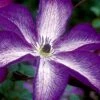 Venosa Violacea Clematis - 1 Gallon Pot 2 Venosa Violacea Clematis - 1 Gallon Pot -Cheap PLANTS Store clematis venosa violacea 8