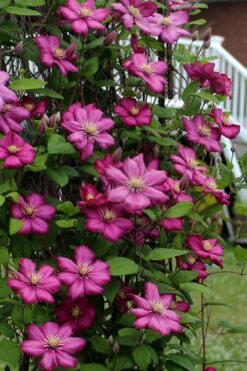 Ville De Lyon Clematis - 1 Gallon Pot 13 Ville De Lyon Clematis - 1 Gallon Pot -Cheap PLANTS Store clematis ville de lyon 2