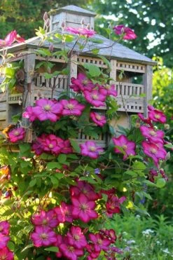 Ville De Lyon Clematis - 1 Gallon Pot 12 Ville De Lyon Clematis - 1 Gallon Pot -Cheap PLANTS Store clematis ville de lyon 7