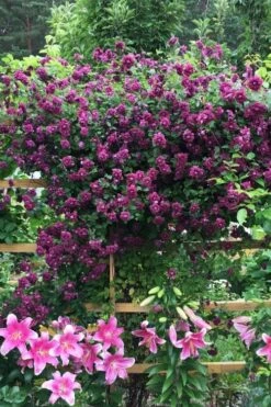 Purpurea Plena Elegans Clematis - 1 Gallon Pot -Cheap PLANTS Store clematis viticella purpurea plena elegans 3