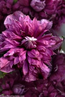 Purpurea Plena Elegans Clematis - 1 Gallon Pot -Cheap PLANTS Store clematis viticella purpurea plena elegans 8