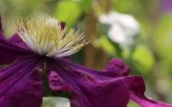 Warsaw Nike Clematis - 1 Gallon Pot 15 Warsaw Nike Clematis - 1 Gallon Pot -Cheap PLANTS Store clematis warsaw nike 10