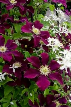 Warsaw Nike Clematis - 1 Gallon Pot 14 Warsaw Nike Clematis - 1 Gallon Pot -Cheap PLANTS Store clematis warsaw nike 11