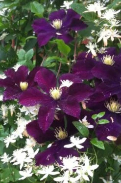 Warsaw Nike Clematis - 1 Gallon Pot 13 Warsaw Nike Clematis - 1 Gallon Pot -Cheap PLANTS Store clematis warsaw nike 12