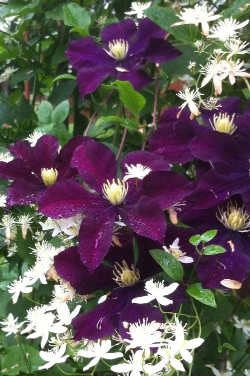 Warsaw Nike Clematis - 1 Gallon Pot 7 Warsaw Nike Clematis - 1 Gallon Pot - Image 5