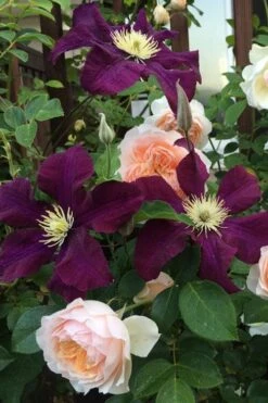 Warsaw Nike Clematis - 1 Gallon Pot 12 Warsaw Nike Clematis - 1 Gallon Pot -Cheap PLANTS Store clematis warsaw nike 13