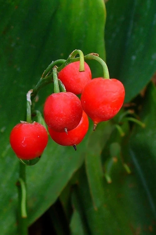 Lily Of The Valley (Convallaria Majalis) - 5 Pack Quart Pots 12 Lily Of The Valley (Convallaria Majalis) - 5 Pack Quart Pots - Image 10