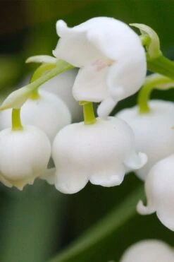 Lily Of The Valley (Convallaria Majalis) - 5 Pack Quart Pots 20 Lily Of The Valley (Convallaria Majalis) - 5 Pack Quart Pots -Cheap PLANTS Store convallaria majalis lily of the valley 12