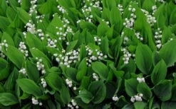 Lily Of The Valley (Convallaria Majalis) - 5 Pack Quart Pots 19 Lily Of The Valley (Convallaria Majalis) - 5 Pack Quart Pots -Cheap PLANTS Store convallaria majalis lily of the valley 14