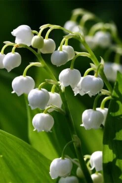 Lily Of The Valley (Convallaria Majalis) - 5 Pack Quart Pots 15 Lily Of The Valley (Convallaria Majalis) - 5 Pack Quart Pots -Cheap PLANTS Store convallaria majalis lily of the valley 15