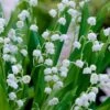 Lily Of The Valley (Convallaria Majalis) - 5 Pack Quart Pots 1 Lily Of The Valley (Convallaria Majalis) - 5 Pack Quart Pots -Cheap PLANTS Store convallaria majalis lily of the valley 20