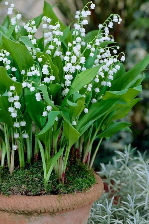 Lily Of The Valley (Convallaria Majalis) - 5 Pack Quart Pots 7 Lily Of The Valley (Convallaria Majalis) - 5 Pack Quart Pots - Image 5