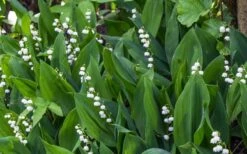 Lily Of The Valley (Convallaria Majalis) - 5 Pack Quart Pots 18 Lily Of The Valley (Convallaria Majalis) - 5 Pack Quart Pots -Cheap PLANTS Store convallaria majalis lily of the valley 24