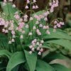 Pink Lily Of The Valley (Convallaria Majalis 'Rosea') - 1 Gallon Pot -Cheap PLANTS Store convallaria majalis rosea pink lily of the valley 2