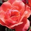 Coral Knock Out Rose - 3 Gallon Pot -Cheap PLANTS Store coral knock out rose 100 1