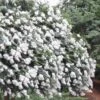 Acoma Weeping White Crape Myrtle - 7 Gallon Pot (3-4') 2 Acoma Weeping White Crape Myrtle - 7 Gallon Pot (3-4') -Cheap PLANTS Store crape myrtle acoma 12 1