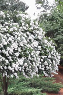 Acoma Weeping White Crape Myrtle - 5 Gallon Pot