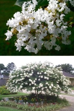 Acoma Weeping White Crape Myrtle - 7 Gallon Pot (4-5') -Cheap PLANTS Store crape myrtle acoma 500x750 4