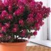 Berry Dazzle Dwarf Crape Myrtle - 3 Gallon Pot -Cheap PLANTS Store crape myrtle berry dazzle 100