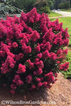 Berry Dazzle Dwarf Crape Myrtle - 3 Gallon Pot -Cheap PLANTS Store crape myrtle berry dazzle 101
