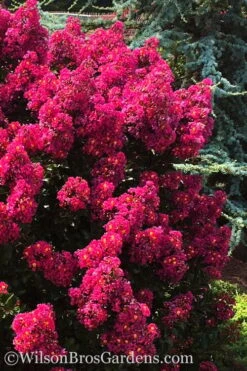 Berry Dazzle Dwarf Crape Myrtle - 3 Gallon Pot -Cheap PLANTS Store crape myrtle berry dazzle 102