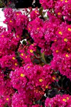 Berry Dazzle Dwarf Crape Myrtle (Single-Trunk Topiary) - 7 Gallon Pot -Cheap PLANTS Store crape myrtle berry dazzle tree form topiary standard 2