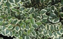 Variegated Creeping Fig - Ficus Pumila 'Variegata' - 6 Pack Of Pint Pots -Cheap PLANTS Store creeping fig ficus pumila variegata 50