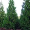 Radicans Cryptomeria (Japanese Cedar) - 7 Gallon Pot (3-4') -Cheap PLANTS Store cryptomeria japonica radicans 10