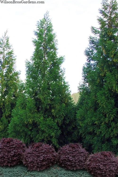 Radicans Cryptomeria (Japanese Cedar) - 7 Gallon Pot (3-4') 3 Radicans Cryptomeria (Japanese Cedar) - 7 Gallon Pot (3-4')
