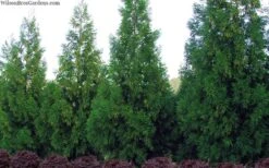Radicans Cryptomeria (Japanese Cedar) - 7 Gallon Pot (3-4') 11 Radicans Cryptomeria (Japanese Cedar) - 7 Gallon Pot (3-4') -Cheap PLANTS Store cryptomeria japonica radicans 11