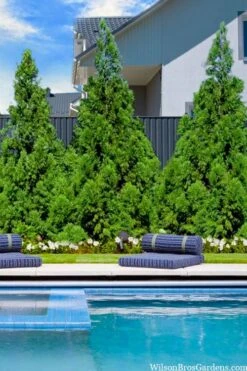 Radicans Cryptomeria (Japanese Cedar) - 1 Gallon Pot -Cheap PLANTS Store cryptomeria japonica radicans 5 1