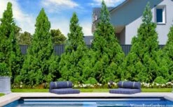 Radicans Cryptomeria (Japanese Cedar) - 3 Gallon Pot 13 Radicans Cryptomeria (Japanese Cedar) - 3 Gallon Pot -Cheap PLANTS Store cryptomeria japonica radicans 7