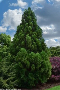 Radicans Cryptomeria (Japanese Cedar) - 3 Gallon Pot 17 Radicans Cryptomeria (Japanese Cedar) - 3 Gallon Pot -Cheap PLANTS Store cryptomeria japonica radicans japanese cedar 1