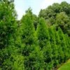 Radicans Cryptomeria (Japanese Cedar) - 3 Gallon Pot -Cheap PLANTS Store cryptomeria japonica radicans japanese cedar 2