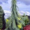 Raywood Weeping Arizona Cypress - 6 Gallon Pot 1 Raywood Weeping Arizona Cypress - 6 Gallon Pot -Cheap PLANTS Store cupressus arizonica raymonds weeping arizona cypress 1