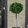 Dwarf Hinoki Cypress Tree (Single Trunk Topiary) - 7 Gallon Pot 2 Dwarf Hinoki Cypress Tree (Single Trunk Topiary) - 7 Gallon Pot -Cheap PLANTS Store cypress dwarf hinoki stand topiary tree form 5